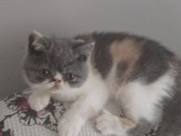 CFA KAYITLI ANNE VE BABA YAVRU KEDİLER