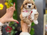 Bebek surat maltipoo