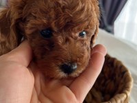 SAĞLIK VE IRK GARANTİLİ TAM TOY POODLE MİNİKLER