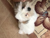 Tatlış shih tzu