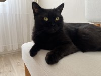 Dişi Kedimize Kızımıza Yuva Arıyoruz