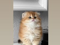 SAFKAN SHOW KALİTE GOLDEN YAVRU KEDİLER