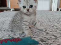 British shorthair yavrularımız