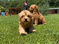 Maltipoo Yavruları Sizleri Bekliyor  