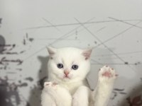 8 tane scottish fold yavrular 2 aylık