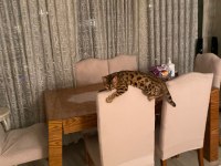 6 aylık uysal çok değerli bengal kedisi