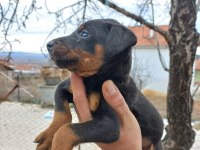 King Doberman Estetikli Ve Estetiksiz