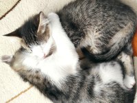 Tekir İsveç Orman Kedisi Karışımı