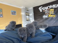 Scottish fold yavrularımız hazır ankara