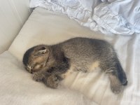 Scottish fold ve british
