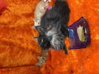 Gri yele maine coon isteyenler