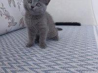 Yavrularımı mama karşılığı sahiplendiricem