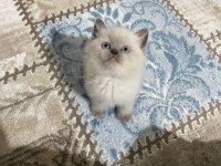 Çok acil geleni üzmem A kalite blue point erkek kedimiz