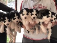 Üst Kalite Husky (Sibirya Kurdu) Yavrular
