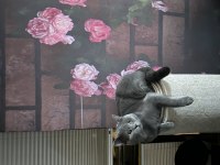 British Shorthair Erkek Kısır Çipli