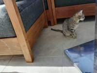 3 aylık dişi tekir yavru