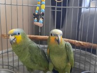 1 Yaşında Dişi Erkek Amazon Papağanı
