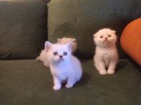 1.5 aylık 4 yavru scottish fold