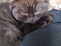 Scottish Fold Kedisi 70 Günlük