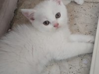 Kar beyaz british shorthair böyle güzellik yok