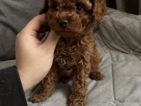 Poodle yavrular
