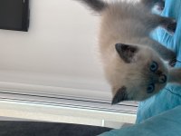 Ücretli Sahiplendirilecek British Shorthair