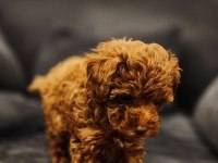 Poodle bebekler