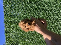 Poodle ayarında kaliteli yavrum yeni ailesini arıyor