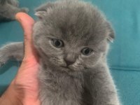 Bristh shorthair ve scotih fold yavrularimiz