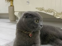 4 Yaşında Scottish Fold (Kısırlaştırılmış)