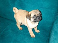 Orjinal pug yavru 2 aylık erkek