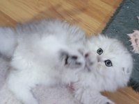 Highland (Longhair) safkan kediler Catteryden