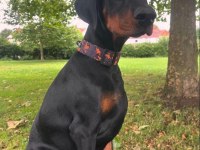 Europa Doberman Bebekler