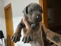 Farklı olmak isteyene doğru adres blue doberman yavrular