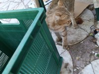 CİNS KEDİMİZ