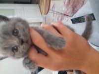 Sevimli british shorthair patiler