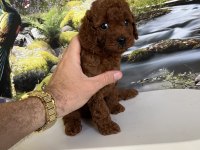 Çok Tatlı Orijinal Toy Poodle Yavrusu