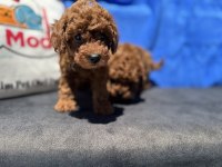 Petmode köpek çiftliğinde ziyarete açık kore toy poodle