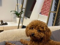 TEACUP POODLE
