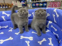 Show Kalite Tam Kapalı Kulak Lilak Scottish Fold