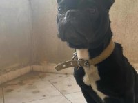 Uyguna erkek french bulldog