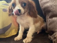 Cavalier king charles yavrular