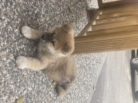 54 günlük köpeğimi sahiplendirmek istiyorum
