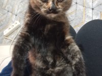 İran kedisi ve scottish fold yavruları
