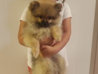 Pomeranian boo