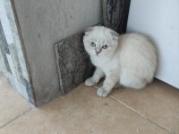 Safkan ayı surat kedimiz