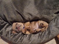 Cok tatlı french bulldog