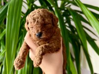 EV ÜRETİMİ IRK VE SAĞLIK GARANTİLİ TOY POODLE KÖPEKLER