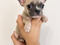 French Bulldog Yavrular