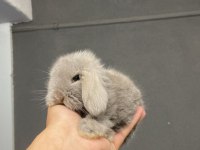 HOLLANDA LOP TAVŞANLARI